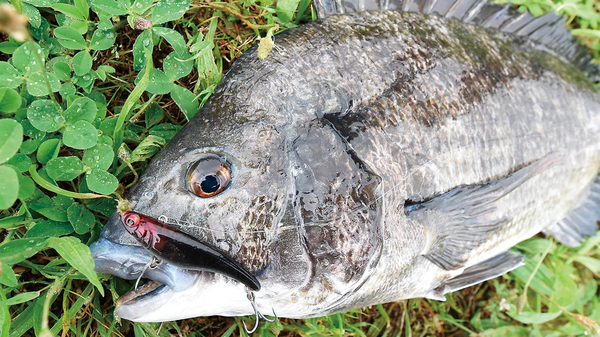 東京都／旧江戸川 ハードルアーで釣る河川のクロダイ（チヌ） その2（全3回） | 全国おすすめ釣り場